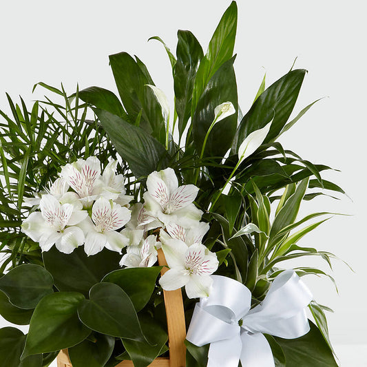Peace & Serenity Dishgarden – Salisbury Flower Shop, Salisbury NC