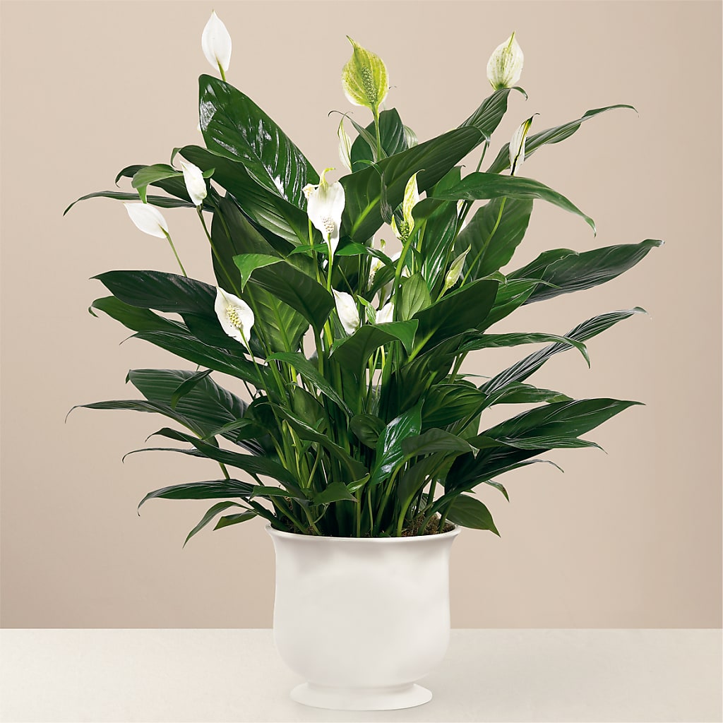 Comfort Planter – Salisbury Flower Shop, Salisbury NC