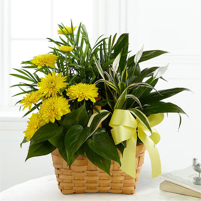 Loving Light Dishgarden –  Salisbury Flower Shop, Salisbury NC