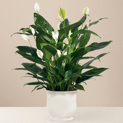 Comfort Planter –  Salisbury Flower Shop, Salisbury NC